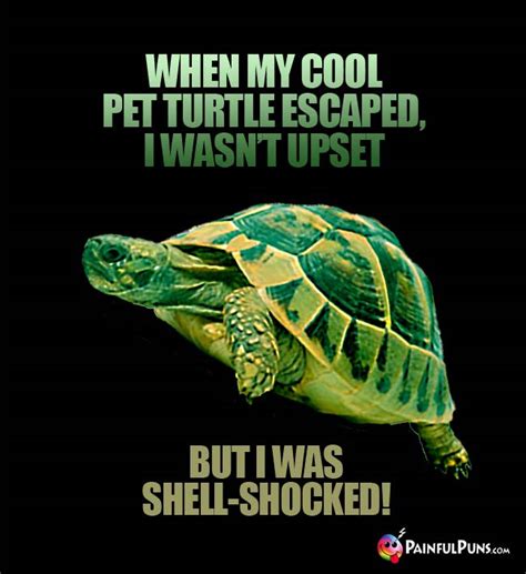 turtle jokes shelly old puns