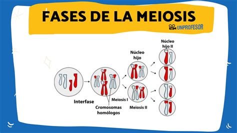Fases De La Meiosis Y Características Resumen Con Esquema Vídeos
