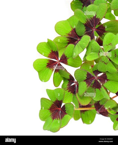 Fresh Green Four Leaved Clover Plant Stock Photo Alamy