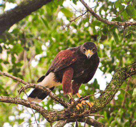 Birding Corpus Christi Texas