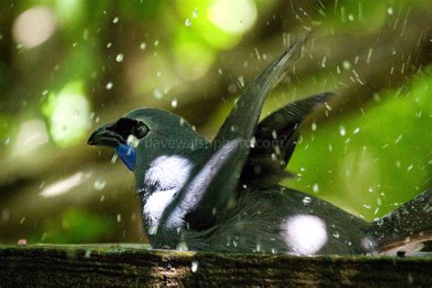 Kokako Native Forest Bird In New Zealand Dave Walsh Photographer