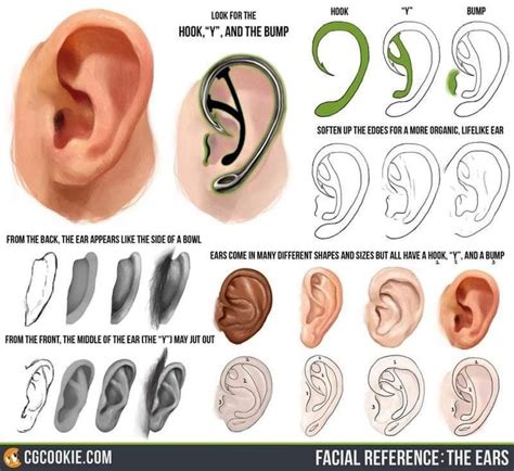 Pin By Bobby Wagner On Sculpting References How To Draw Ears Drawing