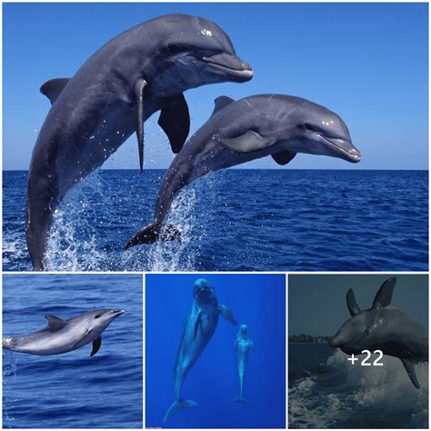 Captivating Display Dolphins Showcase Acrobatic Leaps In Synchronized