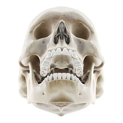 Le Crâne Avec Mâchoire Ouverte Illustration Stock Illustration Du