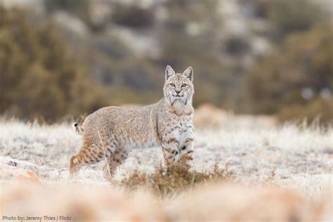 Interesting Facts About Bobcats Just Fun Facts
