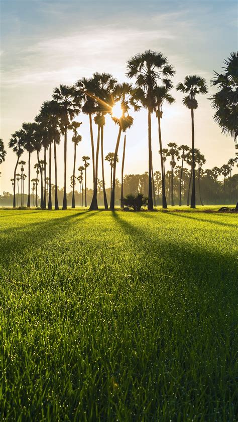 The Sun Shines Through Palm Trees In An Open Field With Green Grass And