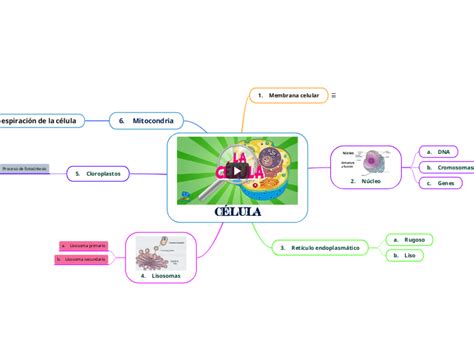 Flor Francisco Principe Mind Map