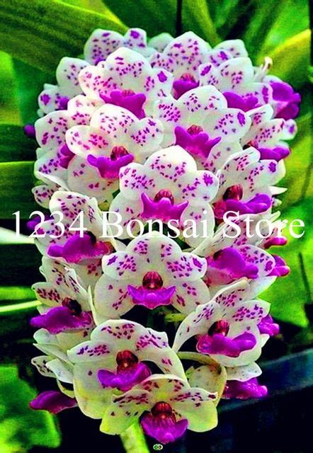 Big Sale 100 Pcs Rare Cymbidium Orchid Plants African Cymbidiums Plantas Phalaenopsis Bonsai