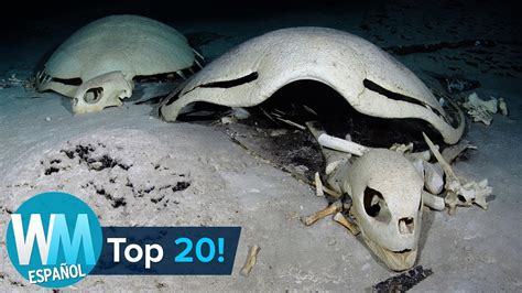 ¡top 20 Cosas Más Espeluznantes Encontradas En El Océano Youtube