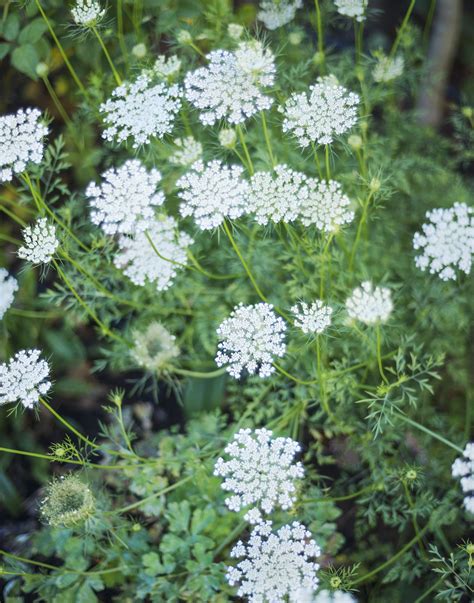How To Successfully Grow Queen Annes Lace A Field Guide To Planting