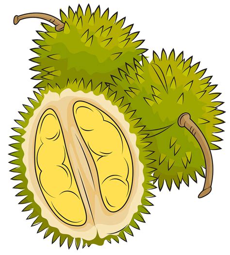 Are you searching for durian png images or vector? Gambar Buah Rambutan Animasi