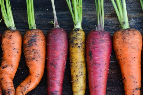 How To Grow Carrots Kellogg Garden Organics