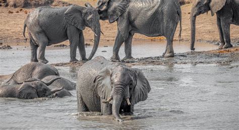 Group Of Elephants At The Kruger National Park South Africa Stock