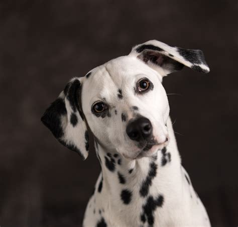 Year and a half old. Dalmatians (With images) | Bulldog, Bulldog puppies ...