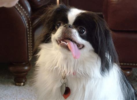 Japanese Chin Temperament Origins And Care Breed Guide