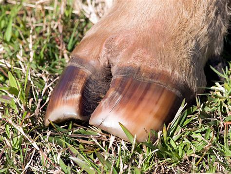 Best Cow Hoof Macro Stock Photos Pictures And Royalty Free Images Istock