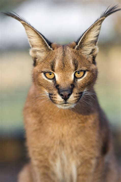 Important Facts About Caracal Pet You Need To Know Animals Pets