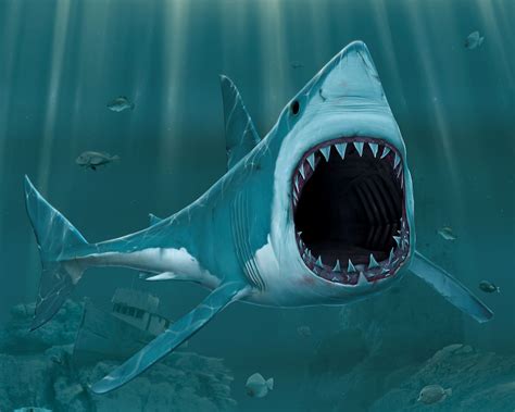 Biggest Ocean Animals Photos And Pictures Images Free Desktop Wallpaper