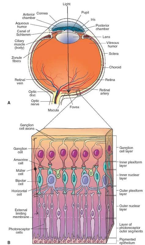 Gross Anatomy Of Retina - ANATOMY
