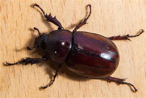 Tropical Beetles Red Brown Close Free Photo On Pixabay Pixabay