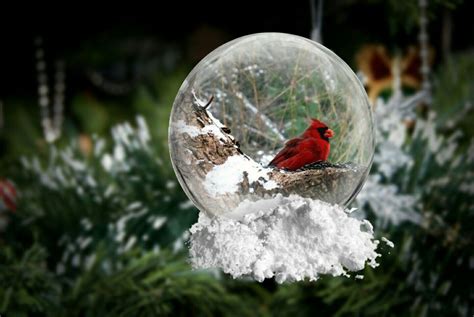 Pin By Darlene Juliana On Red Cardinals Red Cardinal Snow Globes Decor