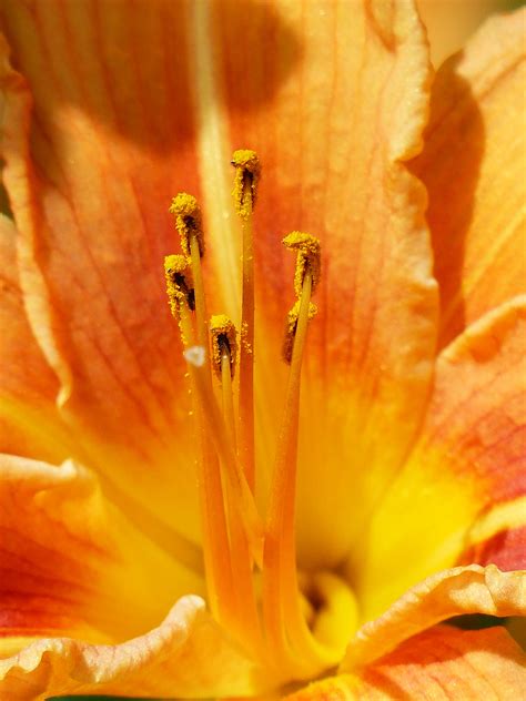 Free Images Ovary Stamen Stamens Anther