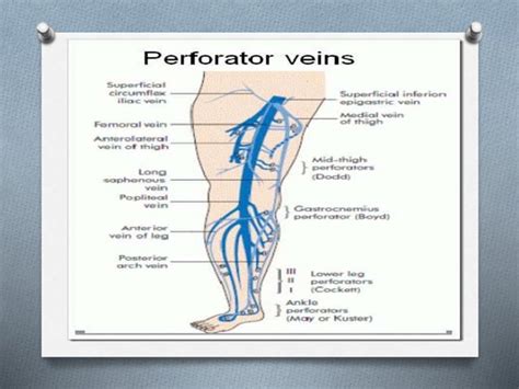 Anatomy Of Venous System Of Lower Limb
