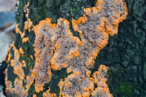 Phlebia Radiata Wrinkled Crust Orange Fungus On Tree Trunk Stock Photo