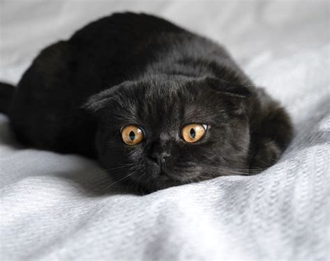 Black Scottish Fold Cat Follow Us In Instagram Catphotography Kedi