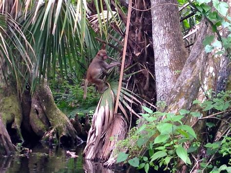 The Problem With Floridas Feral Monkeys And The Skunk Ape