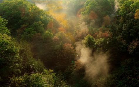 Nature Landscape Forest Mountain Mist Morning Sunrise Trees
