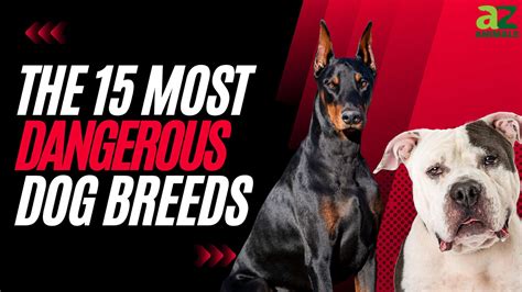 The 15 Most Dangerous Dog Breeds In 2024 A Z Animals