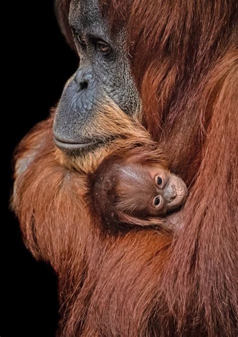 Critically Endangered Baby Orangutan Born At Uk Zoo Animals Recuse