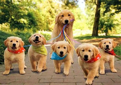 Eight Reasons Why Golden Retrievers Are The Best Dogs
