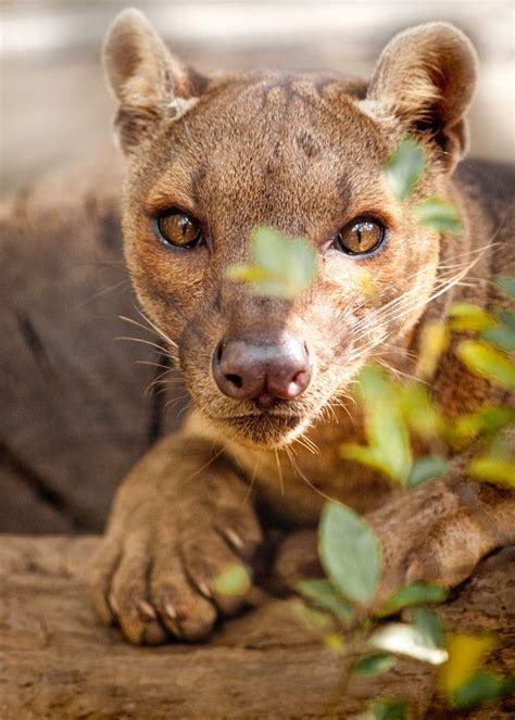 sdzoo: The fossa is the top predator in Madagascar. The ...