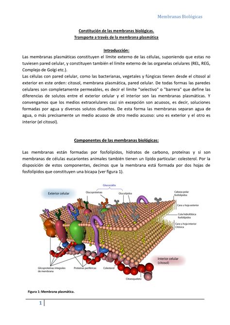 Membrana Plasmática Membranas Biologicas Cbc Constitución De Las