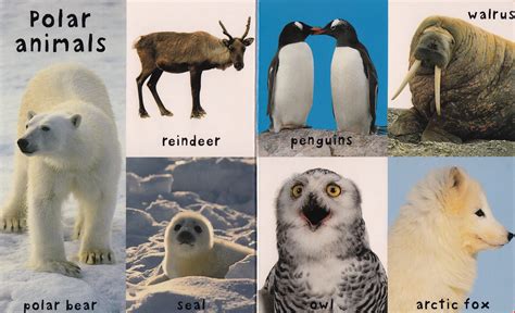 Arctic Animals List