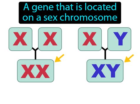 Sex Linked Gene Definition And Image Gamesmartz