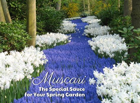 Muscari The Special Sauce For Your Spring Garden Longfield Gardens