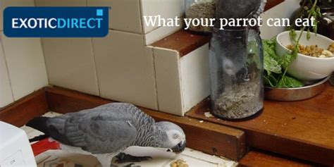 Parrot food - what your parrot can eat, parrot diet and ...