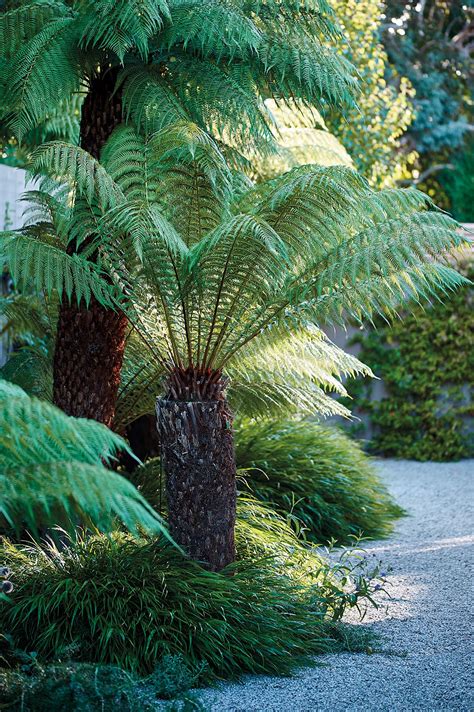 Tree Fern Everything You Need To Know To Grow A Tree Fern Gardens