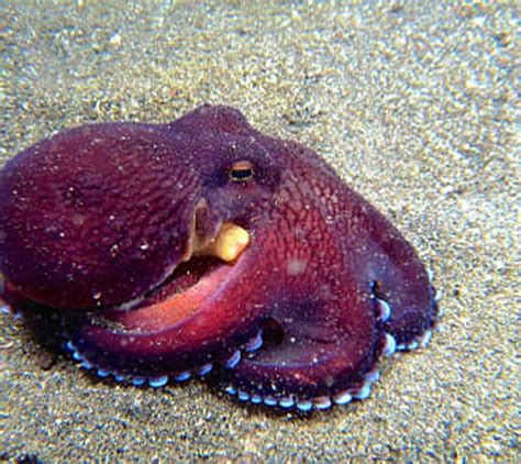 Octopus Facts For Kids 15 Fun Facts About Octopuses That Will