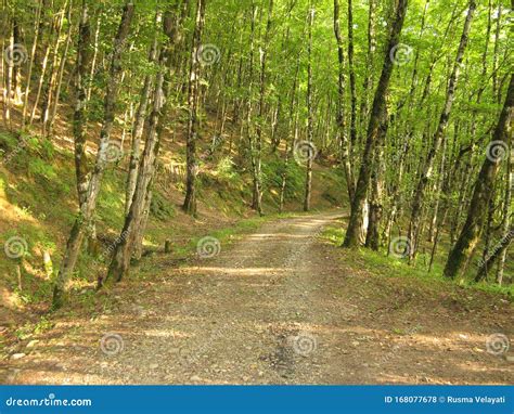 Beautiful Dirt Road In The Forest Stock Photo Image Of Ground Trail