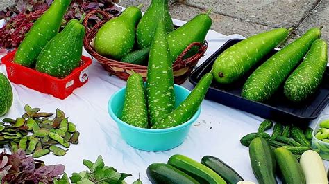 Biggest Vegetable Garden Harvest Gardeners World Shokher Bagan 2020