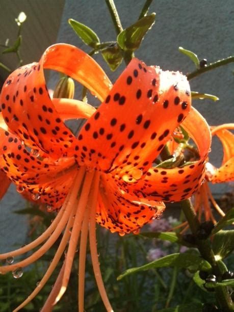 Upside Down Tiger Lily Pretty Flowers Tiger Lily Flower Garden