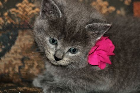 Cute Gray Kitten With Pink Bow Free Stock Photo Public Domain Pictures