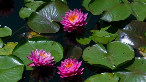 Aquatic Flower Plant Free Photo