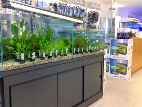 Croydon Maidenhead Aquatics Fish Store Review Tropical Fish Site