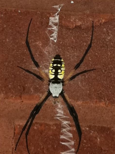 Poisonous Spiders In East Tennessee