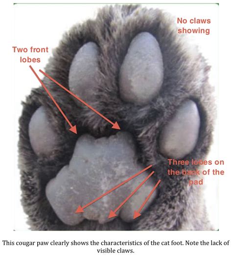 However, it is possible to see claw marks in cat tracks, but this is usually when the animal is running or pouncing. Texas Cryptid Hunter: Tracking 101: Cat Tracks vs. Canid ...